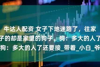 牛达人配资 女子下地迷路了，往家打电话，来接女子的却是家里的狗子。狗：多大的人了还要接_带着_小白_爷爷